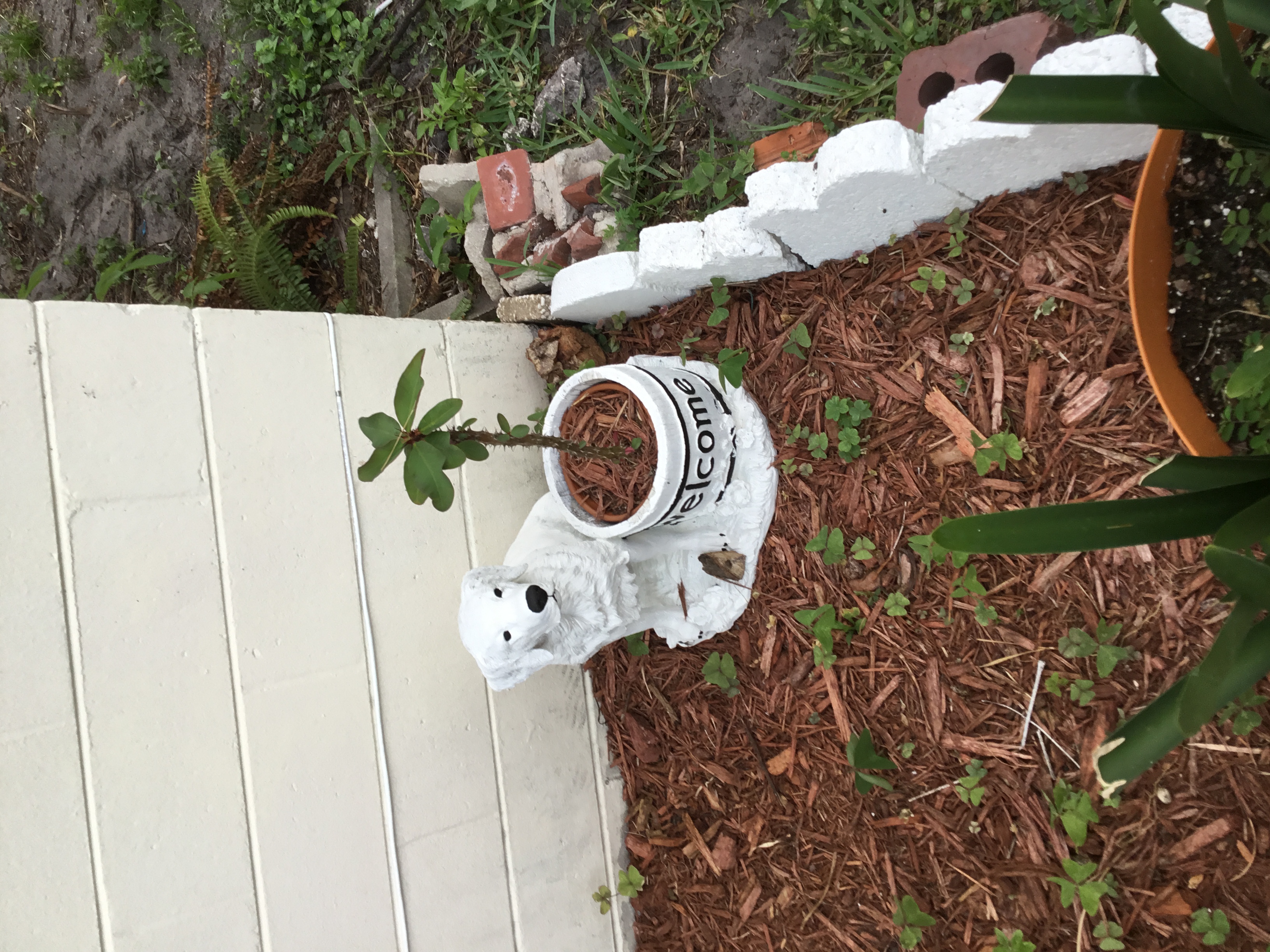 Crown of Thorns (2).jpg